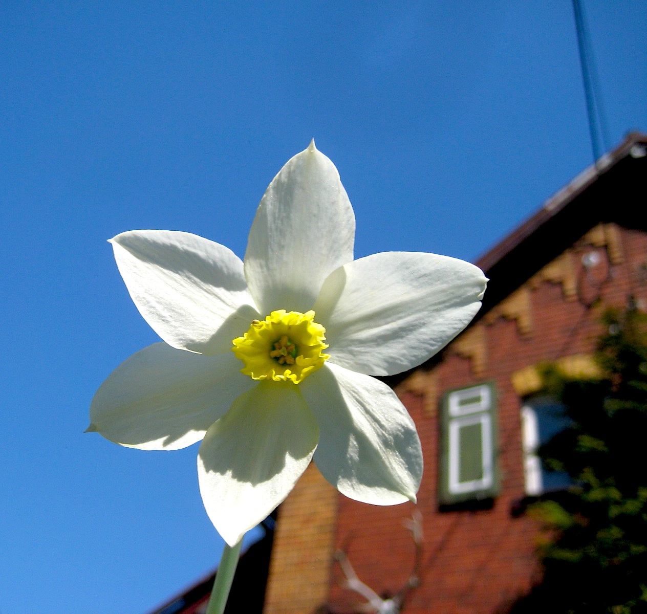 Lisasbooks Februar 2017