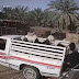 شاهد بالفيديو : لصوص يسرقون أغنام من داخل مزرعة في وضح النهار!!! شاهد بالفيديو : لصوص يسرقون أغنام من داخل مزرعة في وضح النهار!!!