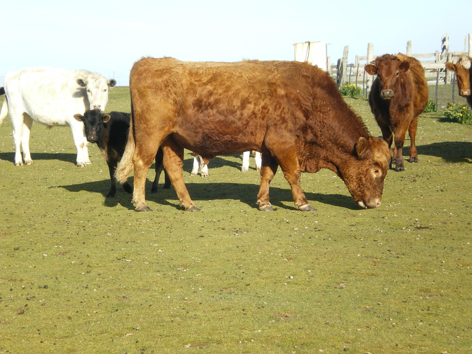 Island farming in the Falkland Islands Barren Island Again