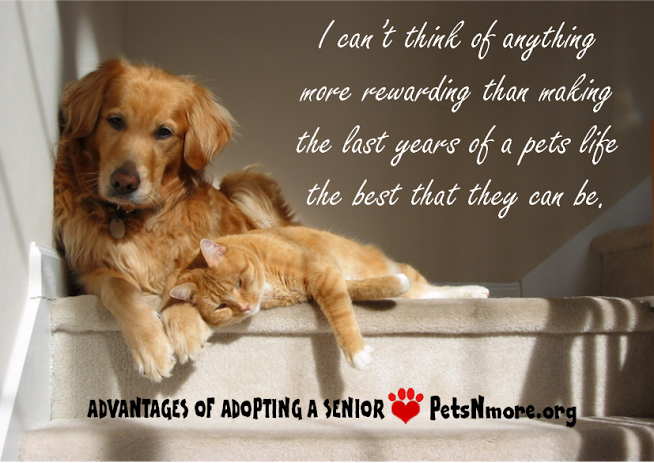 dog, cat, pet, animal, senior pet, adopt, www.petsnmore.org