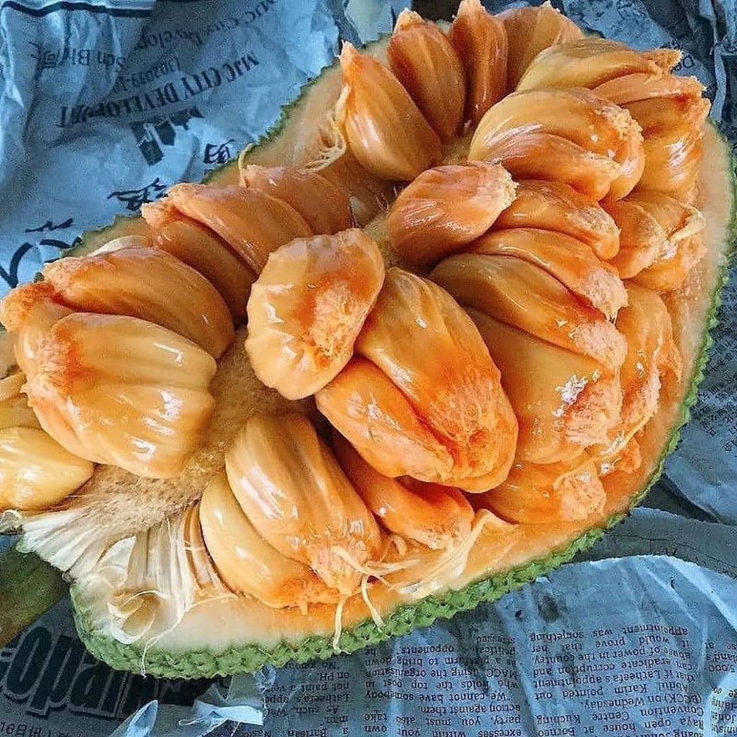 Bibit Nangka Cempedak Bibit Nangkadak Jawa Timur