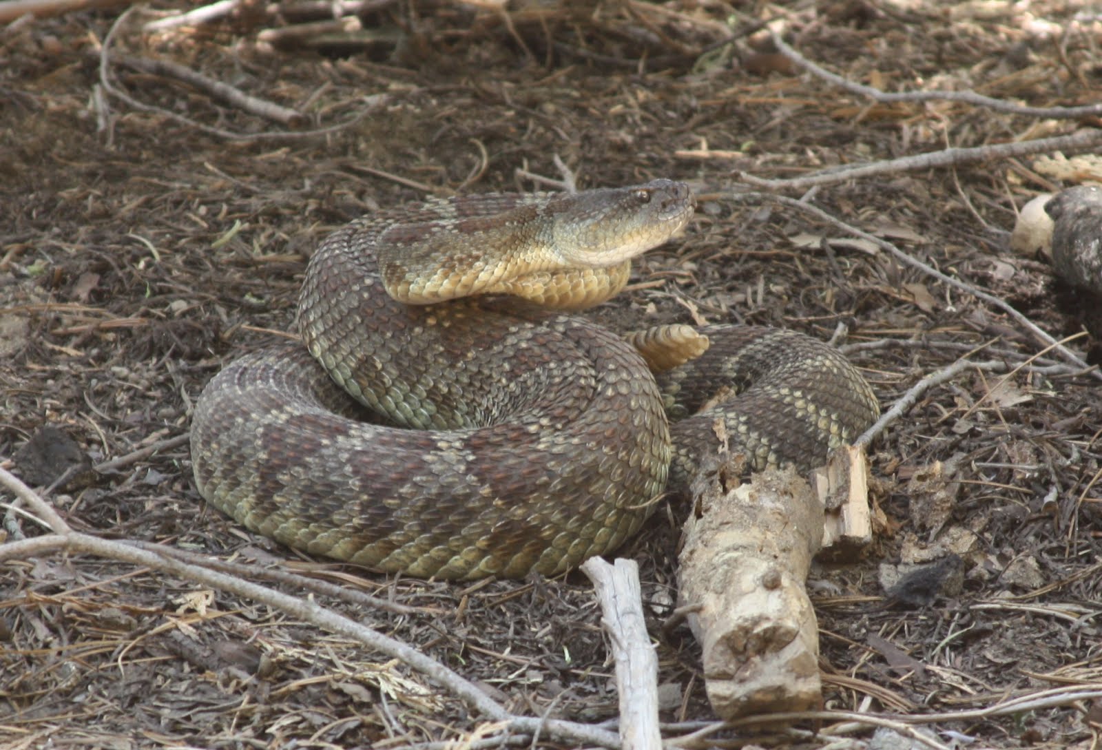 Ryder Wrong?: The Giant Rattlesnake of Kings Canyon
