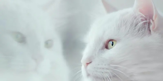 Ý nghĩa tâm linh mà mèo trắng mang đến cho chủ nhân của chúng