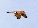 Elegant und schnell - Der Turmfalke (Falco tinnunculus)