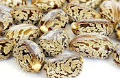 Castor oil in hindi benefits, अरंडी के पत्ते के फायदे