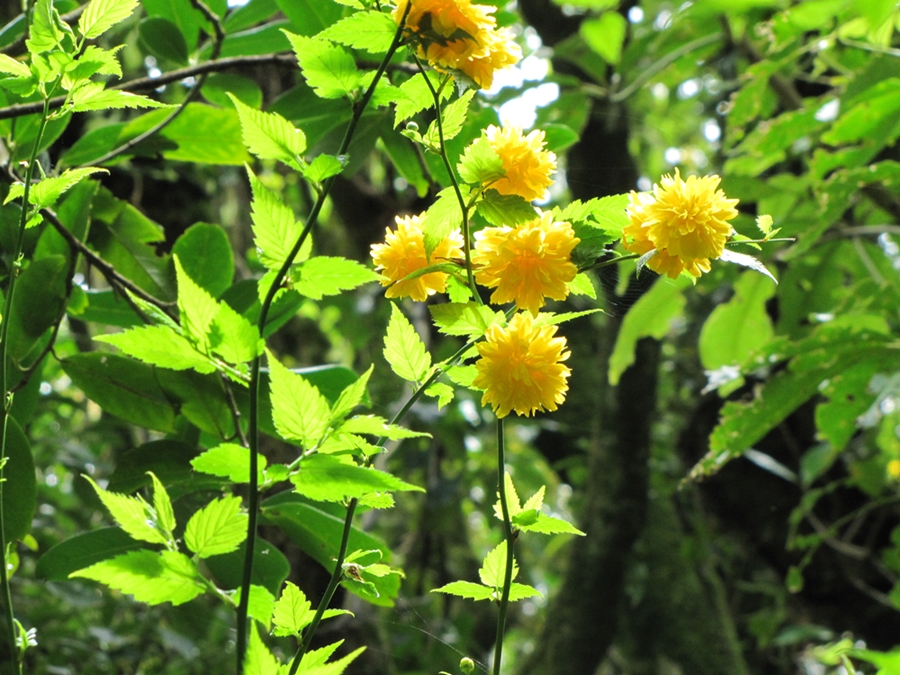 photographing New Zealand sunny yellow pom poms