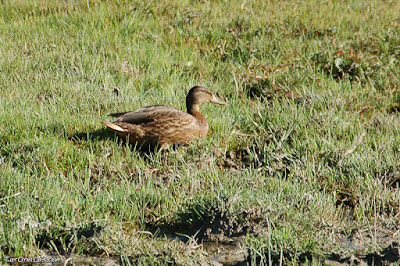 Ànec collverd (Anas platyrhynchos)