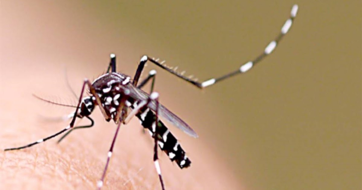 A Dengue É Um Exemplo De Doença Causada Por