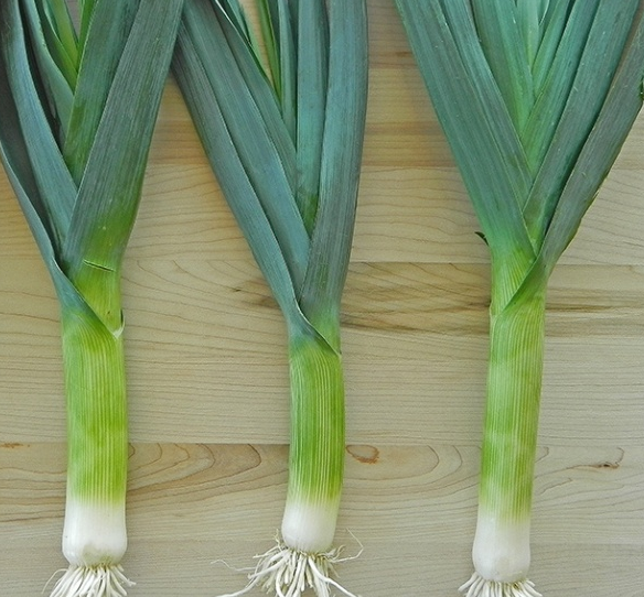 Download Daun Bawang Loncang Background