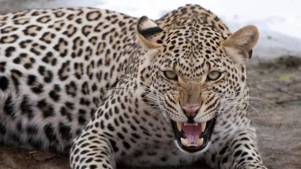Man goes out to pee at night, finds leopard inside house when returned, News, Local-News, Humor, Children, Kerala