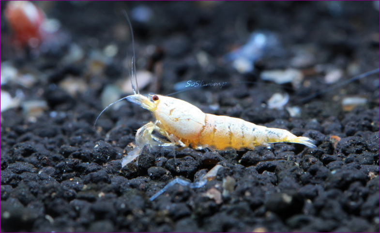 Golden Bee Shrimp Jenis Udang Hias yang Bisa Mempercantik Aquascape