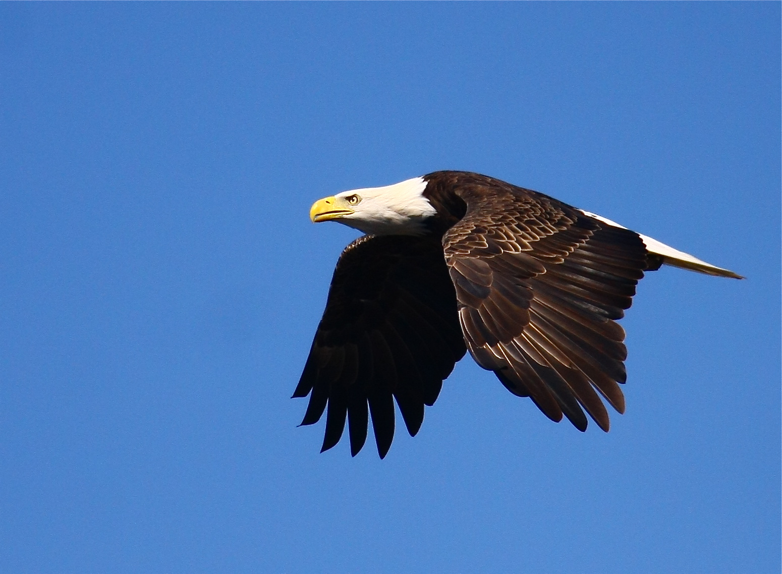 The Wandering Naturalist The Bald Eagle The majestic symbol of freedom