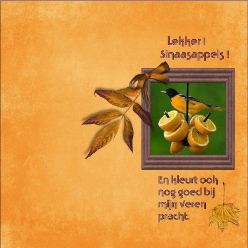 lo 3 - Sept.2016 - Lekker - Sinaasappels