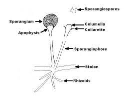 Rhizopus sp. Rhizopus sp.
