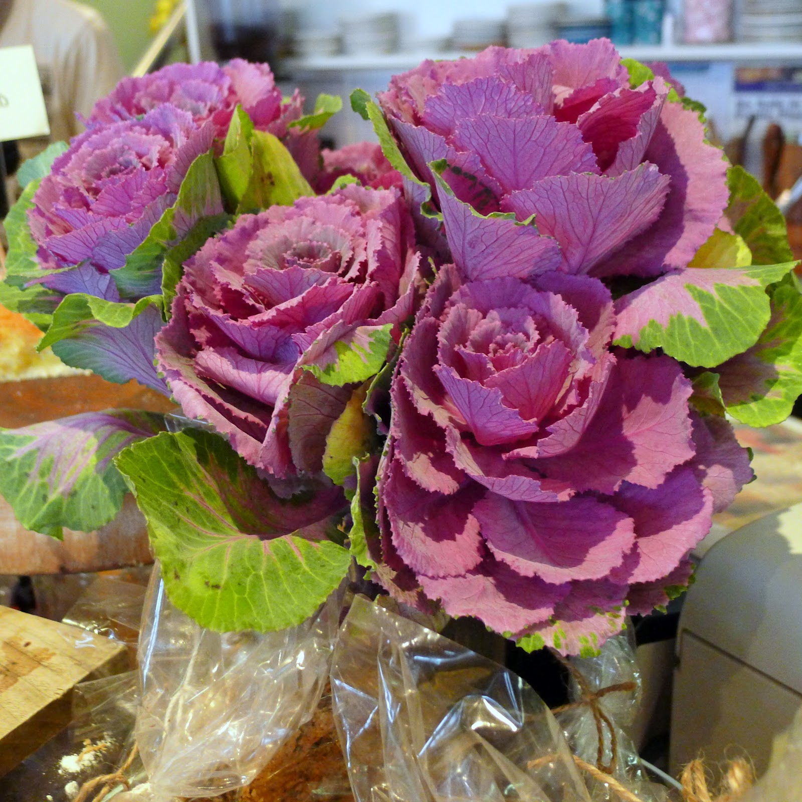 Flower That Looks Like Cabbage Mouthwash
