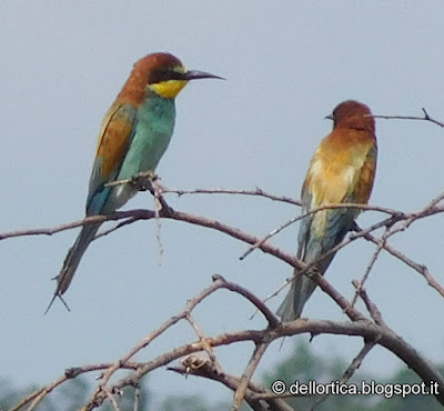 Gruccione birdwatching insetti farfalle caprioli istrici tassi volpi e altro nel giardino della fattoria didattica dell ortica in Appennino a Savigno valsamoggia Bologna vicino Zocca