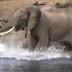 Eλέφαντας vs κροκόδειλος
