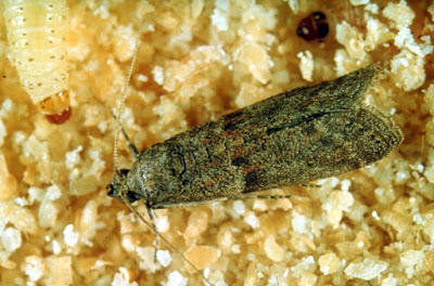 Ephestia (Cuadra) cautella (Walker) (Lepidoptera: Pyralidae).