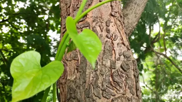 कोरोना काल में गिलोय की खेती से किसान ले रहे ज़बरदस्त आमदनी।