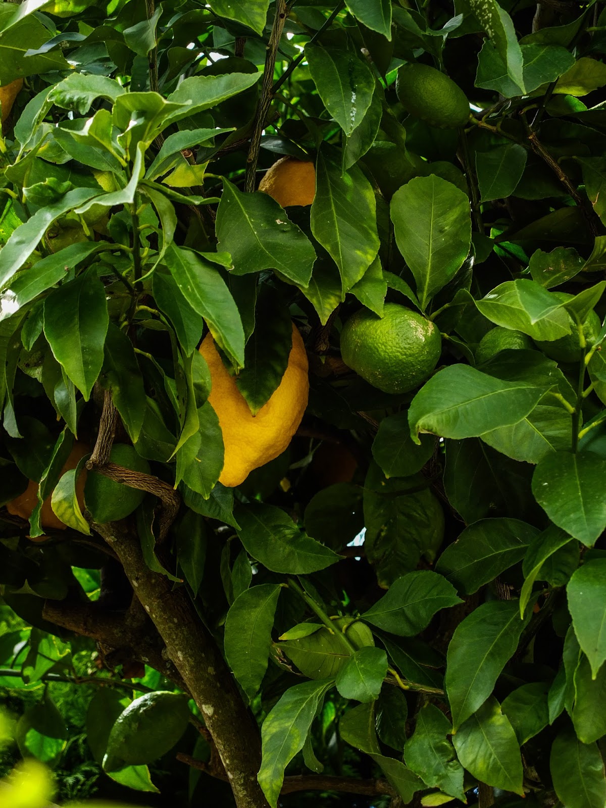 Yellow and green lemons hanging on a tree in Porto, Portugal.