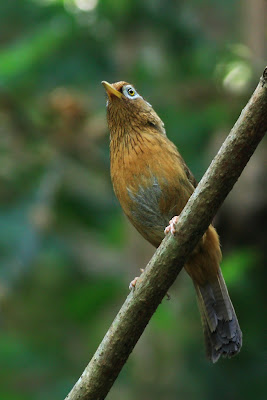 Burung Hwamei (Wambi) - Chinese Hwamei or Melodious