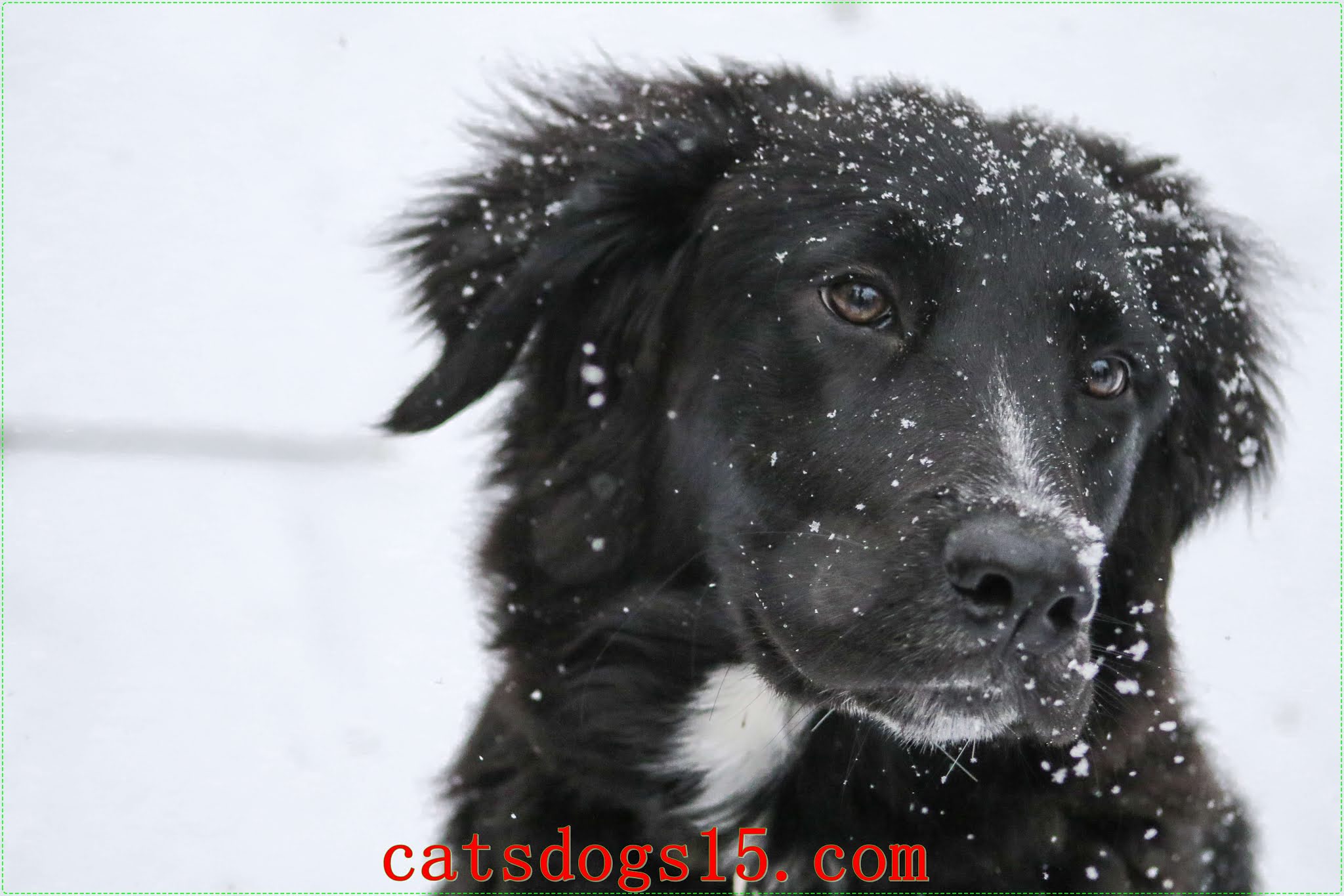 newfoundland puppies craigslist