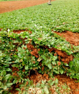 Jual Rumput Gajah Mini Cibubur | Pasang Rumput Gajah Mini Jual Rumput Gajah Mini Cibubur | Pasang Rumput Gajah Mini