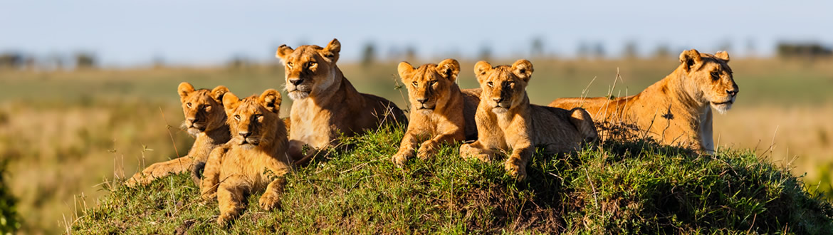 Safari en Kenia y Tanzania, voluntariado en Africa - Mas Que Un Safari