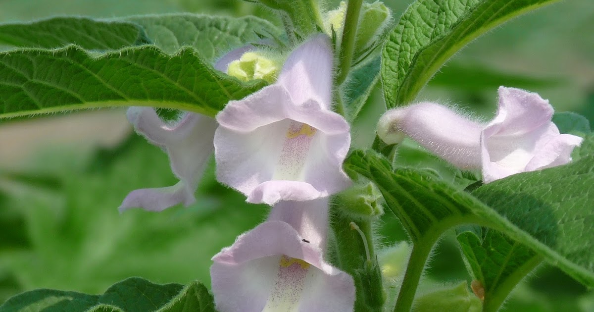 胡麻 ｺﾞﾏ の花 海猫のﾌｫﾄﾌﾞﾛｸﾞ
