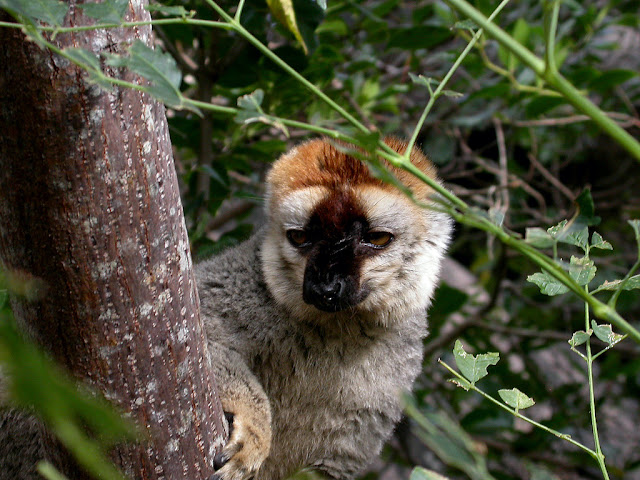 Eulemur rufifrons Eulemur rufifrons