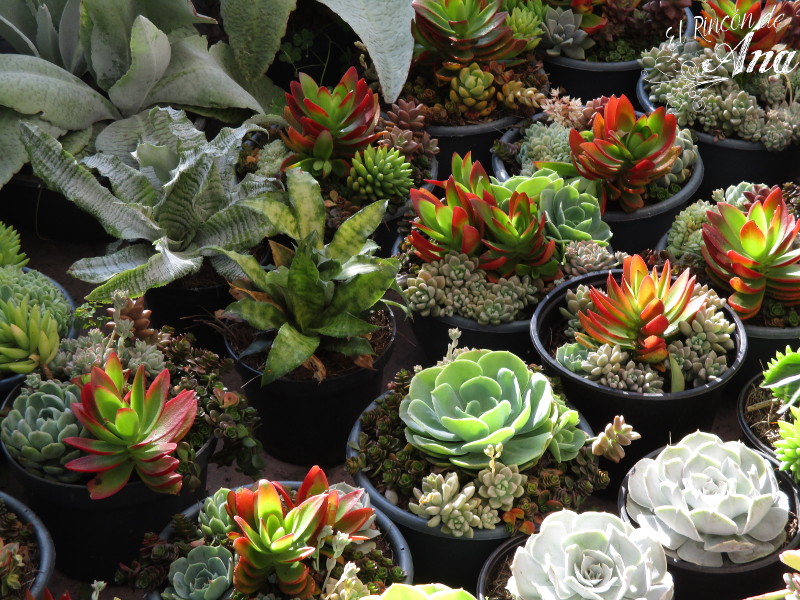 feria de la candelaria 2017