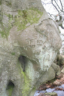 Valley Naturalist Culturally modified trees (CMTs)