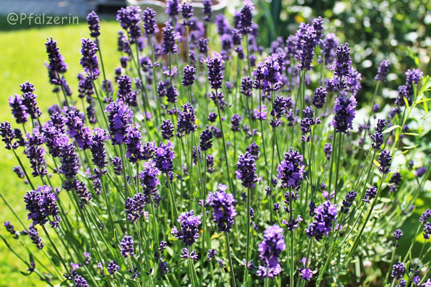 Freude am Garten Zuhause bin ich am liebsten Es ist LavendelBlütezeit