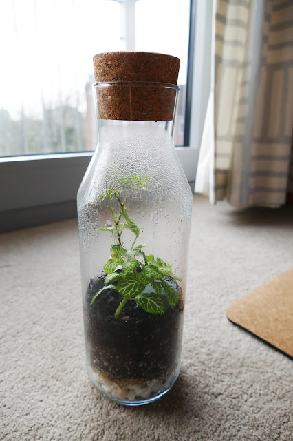 How To Build Your Own Terrarium At Home, DIY Terrariums Shop Review, DIY Terrariums Shop etsy, terrarium kits cheap uk, terrarium kit uk, closed terrarium kit, etsy terrarium kit