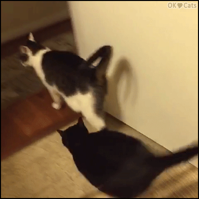 Funny Cat GIF • 2 JudoCATs playing judo. Sneak attack. IPON! (one full point) [cat-gifs.com]