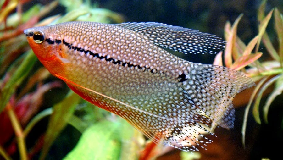 Ikan Sepat Mutiara - Ikan Hias yang kuat hidup tanpa oksigen