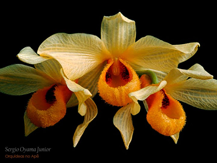 Orquídeas no Apê: Orquídea Dendrobium moschatum