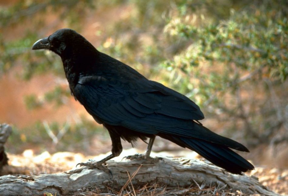 Ciências Naturais: Como distinguir um corvo de uma gralha-preta