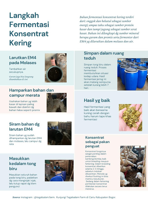 Cara Membuat Konsentrat Fermentasi Pakan Kambing