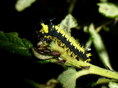 Rhodinia fugax caterpillar Rhodinia fugax caterpillar