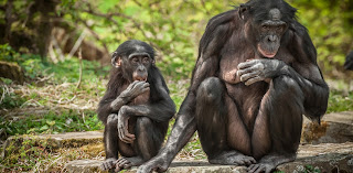 İnsanın yaşayan en yakın akrabası pigme şempanze (bonobo)