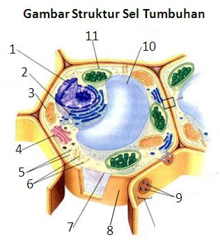 Identifikasi Struktur  Sel Tumbuhan  Biologi SMA Islam 