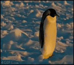 Funny Penguins walking - funny animal pictures