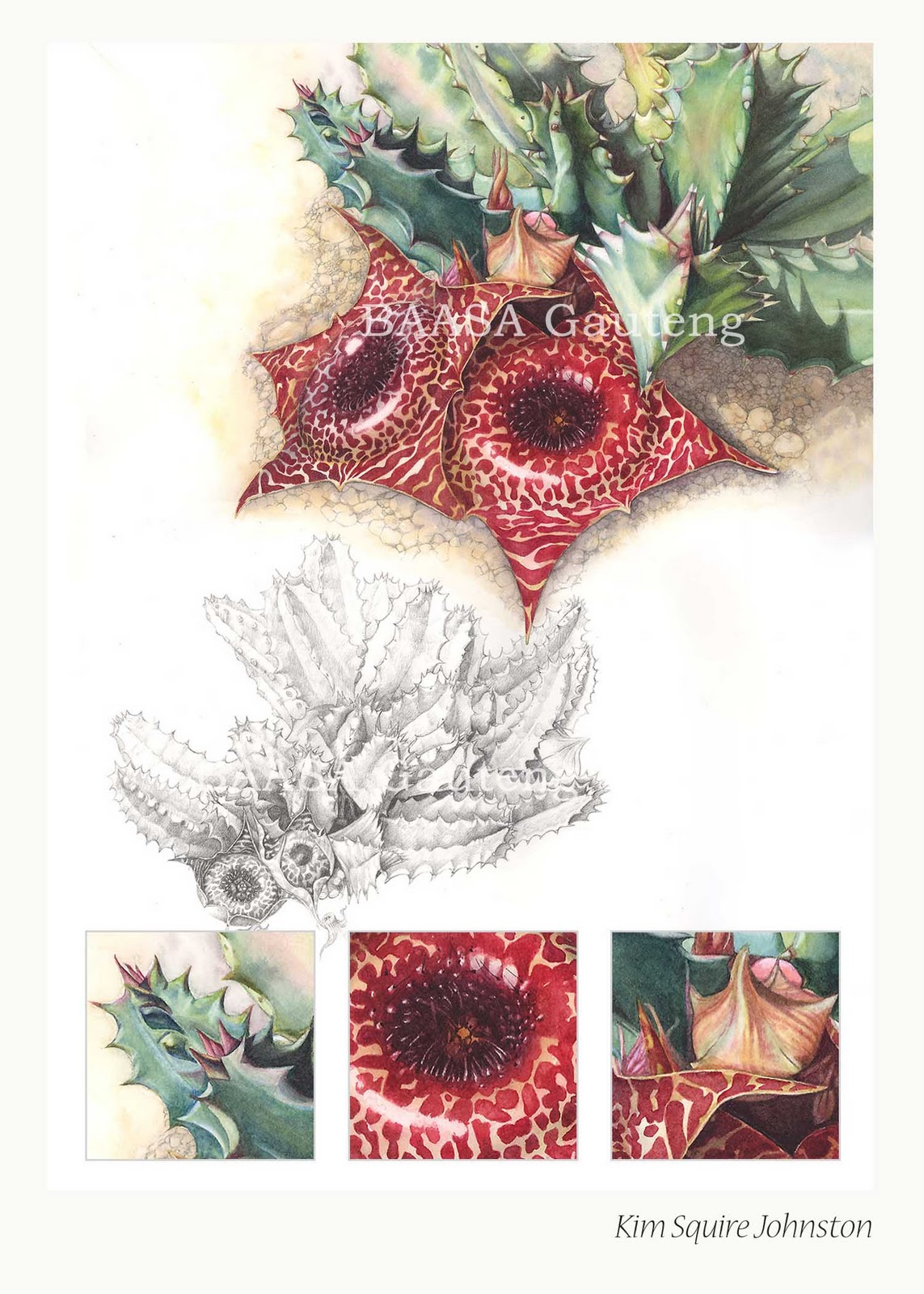Botanical Artists Association of Southern Africa Artist of the Month