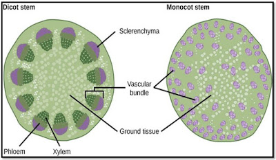 Root and Shoot Studies 3 - Agriculture2u.com by Subhrajyoti's Horticulture