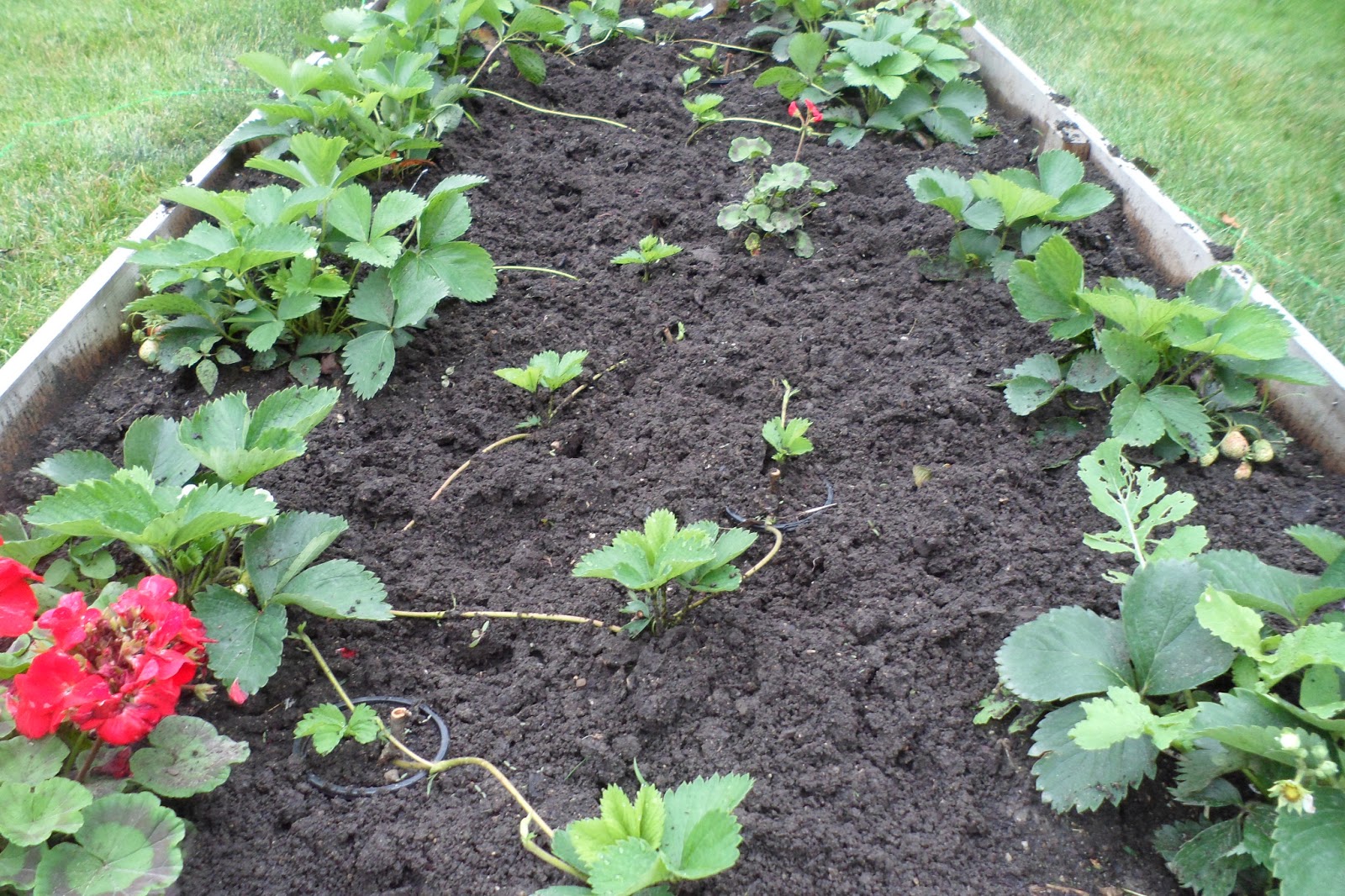 The Perennial Agriculturalist stolons