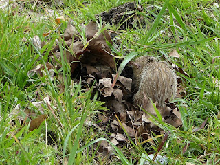 Tenrec ecaudatus - Tangue - Tengue Tenrec ecaudatus - Tangue - Tengue