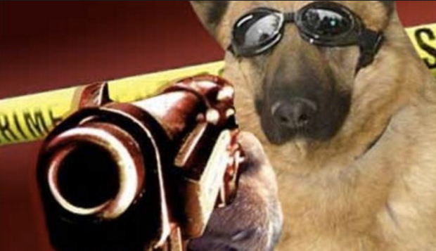 dog shoots hunter indiana