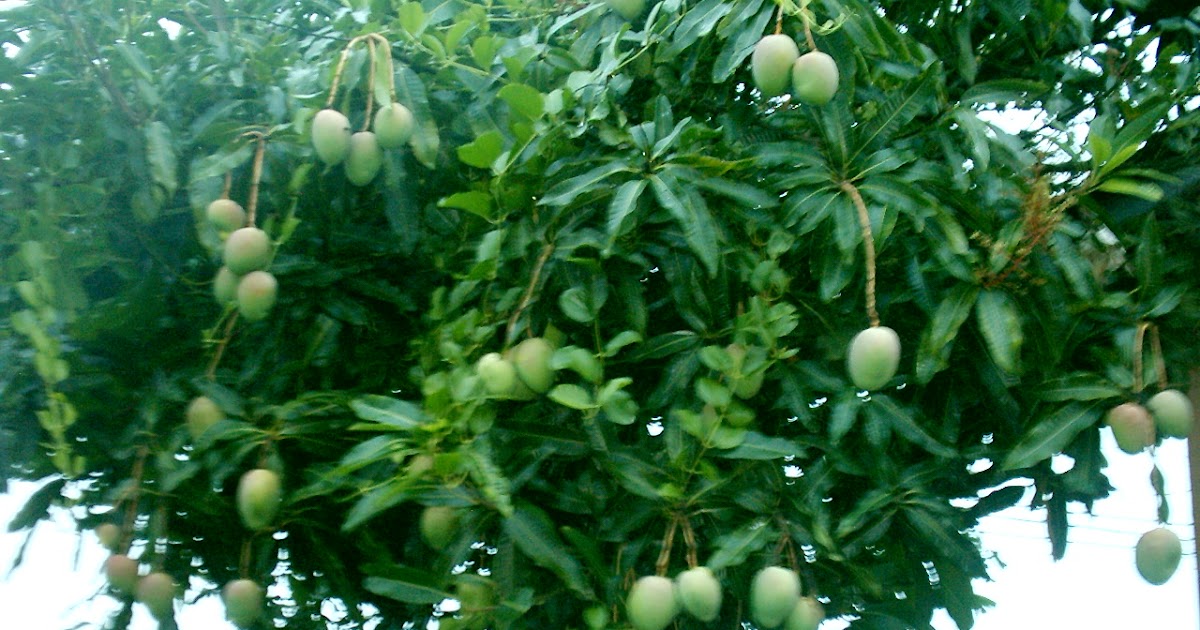 MY LOOK MY HEALTH MANGO LEAVES FOR DIABETES CURE