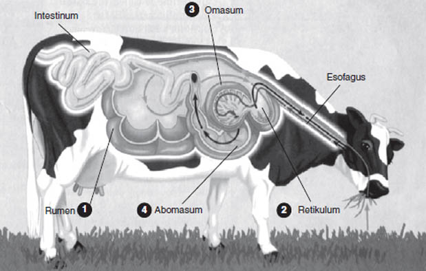 22+ Bagian Pencernaan Sapi Dan Fungsinya Background